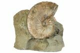 Cretaceous Fossil Ammonite (Hoploscaphites) - South Dakota #189349-1